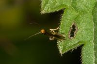 Micropterix aruncella