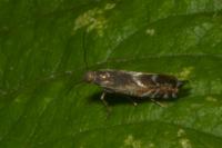 Glyphipterix simpliciella