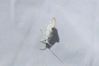 Niphonympha dealbatella