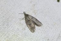Luquetia lobella