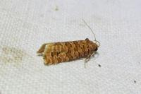 Lozotaeniodes formosana