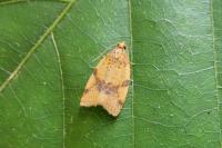 Epagoge grotiana