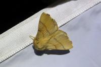 Malacosoma neustria