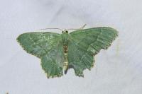 Hemithea aestivaria