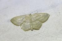Scopula nigropunctata