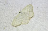Scopula immutata
