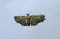 Eupithecia haworthiata