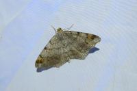 Macaria liturata