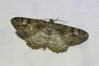 Alcis repandata