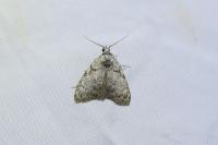 Meganola strigula