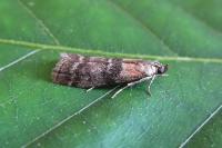 Sciota hostilis