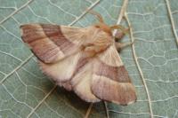 Malacosoma neustria