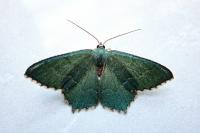 Hemithea aestivaria