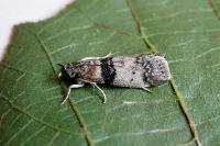 Sciota rhenella