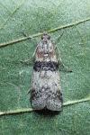 Sciota rhenella