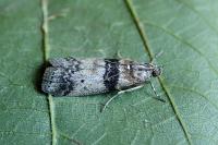 Sciota rhenella