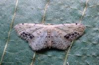 Idaea dimidiata