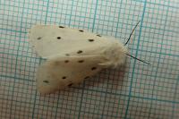 Spilosoma lubricipeda