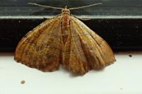 Camptogramma bilineata