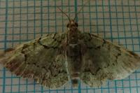Pasiphila rectangulata