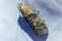 Sciota hostilis