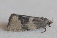 Pseudosciaphila branderiana