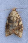 Aleimma loeflingiana