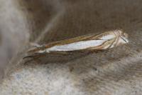 Crambus pascuella