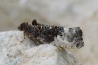 Hedya nubiferana