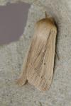 Mythimna pallens