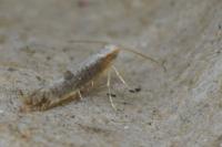 Argyresthia spinosella