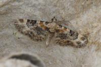 Eupithecia pulchellata