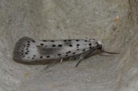 Yponomeuta irrorella