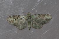 Pasiphila rectangulata