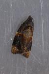 Ditula angustiorana