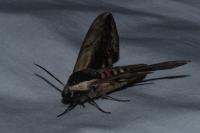 Sphinx ligustri
