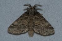 Gluphisia crenata