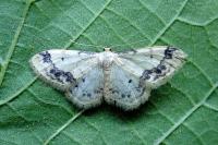 Idaea trigeminata