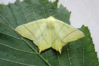 Ourapteryx sambucaria