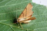 Ennomos erosaria