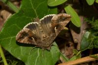 Autographa gamma