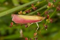 Oncocera semirubella