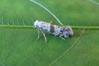 Scythropia crataegella