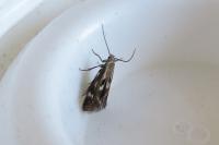 Elachista utonella