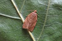 Adoxophyes orana