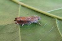 Epinotia tenerana