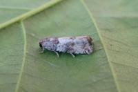 Gypsonoma aceriana