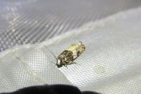 Gypsonoma sociana