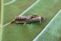 Eucosma cana