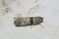 Sciota rhenella
